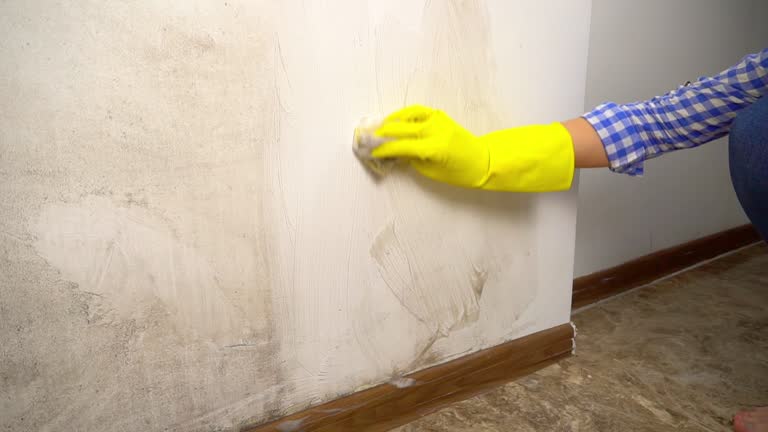 Best Attic Mold Removal  in St Joseph, MN