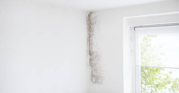 Best Air Quality Testing for Mold Spores  in St Joseph, MN