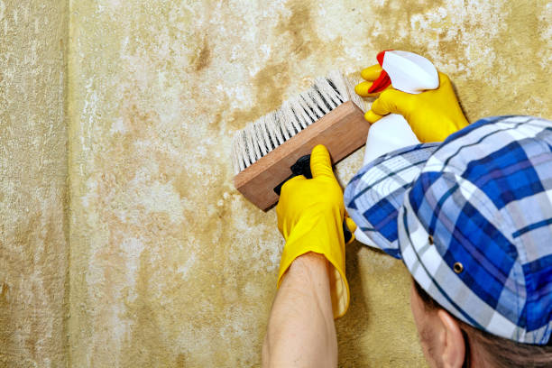 Best Forensic Mold Investigation  in St Joseph, MN
