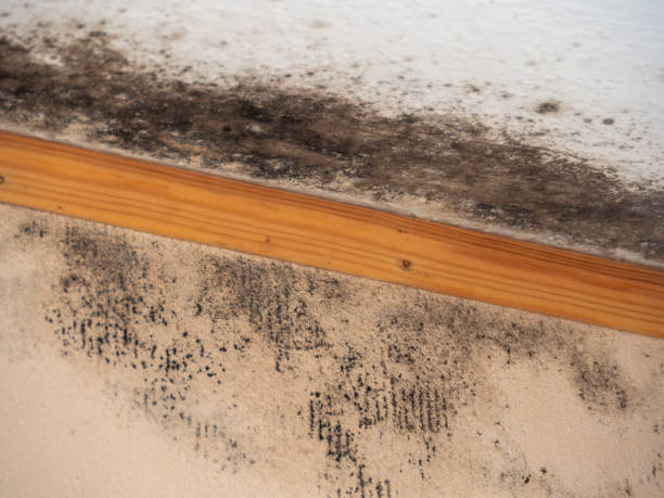 Best Mold Remediation for Healthcare Facilities  in St Joseph, MN