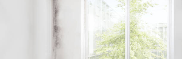 Mold Removal for HVAC Installations in St Joseph, MN