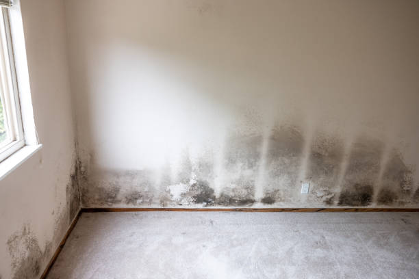 Best Commercial Mold Inspection  in St Joseph, MN