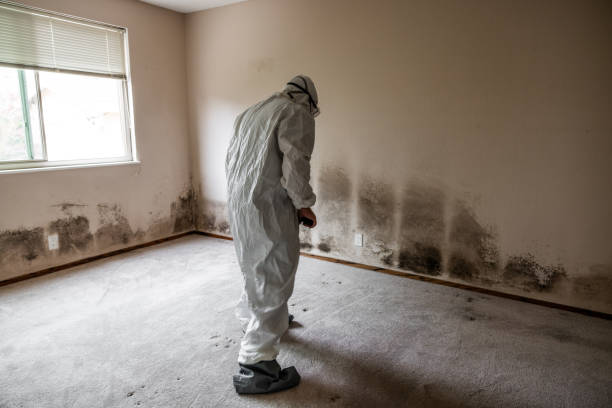 Best Mold Damage Restoration  in St Joseph, MN