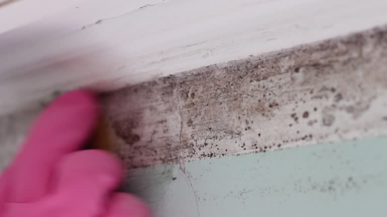 Best Indoor Air Quality Assessment  in St Joseph, MN